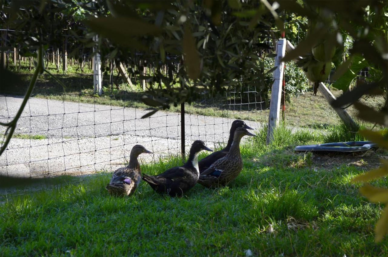 Cà Ulivi Acomodação com café da manhã Ala Exterior foto